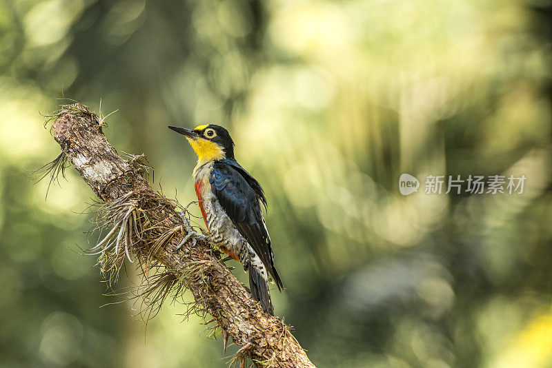 黄额啄木鸟(Melanerpes flavifrons)